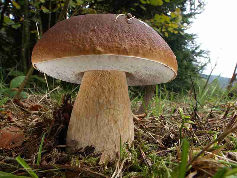  Image name: 229 Porcino.jpg 
 width: 800 pixel 
 height: 600 pixel 
 Size: 40903 bytes 
 Click to enlarge 